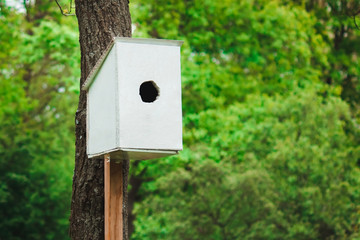 White bird feeder in a green forest