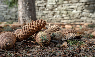 fir cones