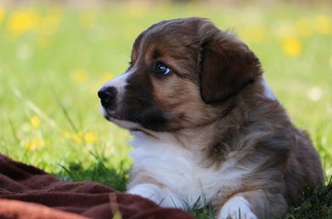 liegender border collie welpe