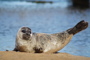 Seal, Seehund, Sand, Meer, Düne