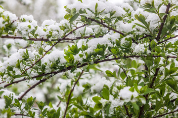 climate change in May in spring, snow is fallen, Minsk, Belarus