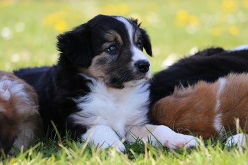 kuschelnder border collie welpe