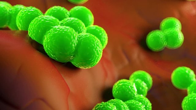 Staphylococcus aureus MRSA bacteria