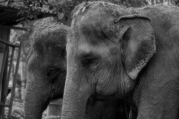 Two elephants stand together. The skin is rough. Black and white picture