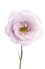 Obraz na płótnie Canvas Beauty violet flower isolated on white. Eustoma