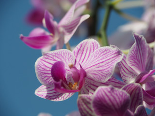 Fototapeta na wymiar Closeup of Orchids flowers, blue background