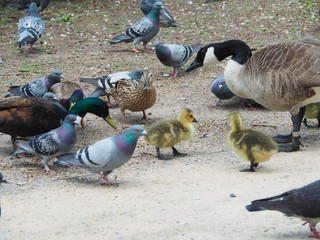 many different ducks eating food