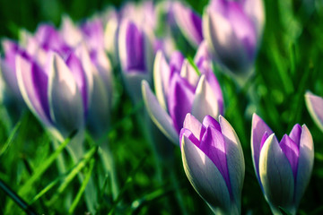 Purple Crocus flowers in the sunshine