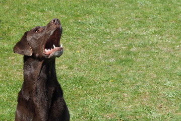 speaking dog, brown labrador retriever