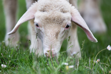 Fototapeta premium Lamb on pasture