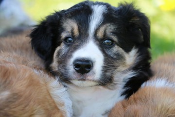 kuschelnder border collie welpe