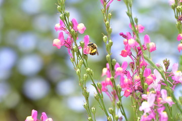 蜂と花