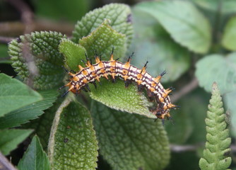 A Spiky/Spiny Caterpillar on some leaves