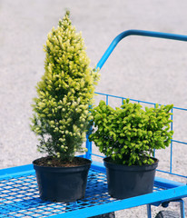 Buying plants in a garden center : Picea abies Nidiformis & Picea glauca Daisy’s White