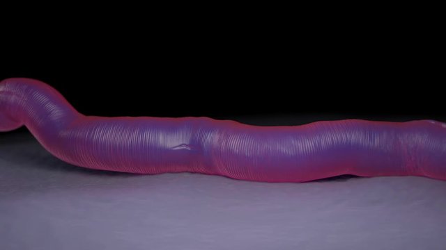Nematode worm