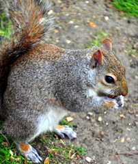 Fressendes graues Eichhörnchen © thauwald-pictures