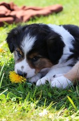 border collie welpe isst löwenzahn