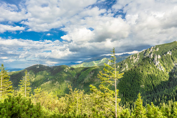 View of mountain pine forest, landscape in the summer, Tatra Mountains, Poland