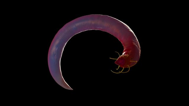 Nematode worm