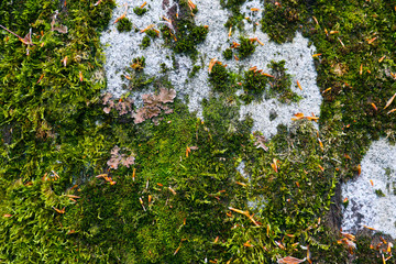 Colorful green moss texture. Photo depicting a bright bushy lichen on an old gray stone wall. Closeup, macro view.