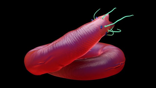 Nematode worm