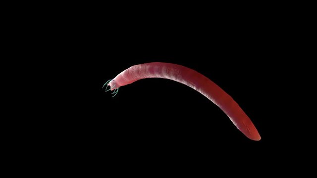 Nematode worm