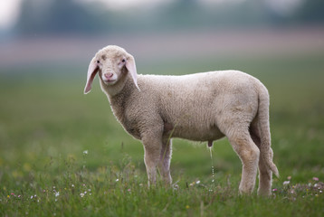 Obraz na płótnie Canvas Lamb grazing on meadow