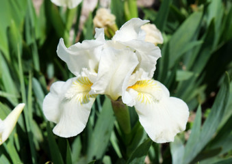 Naklejka na ściany i meble Iris white. Beautiful flower.