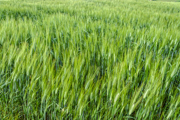 Wheat fields, Val d'Orcia, Tuscany