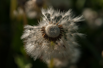 dandelion flower background of the summer landscape.