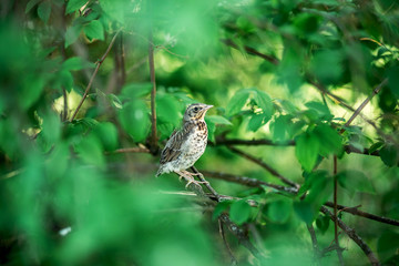 little bird sitting on a branch