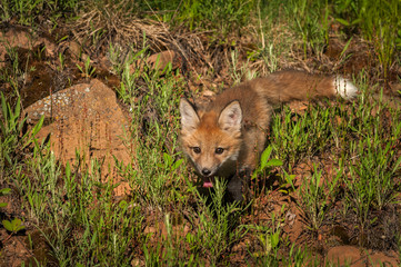 Red Fox Kit (Vulpes vulpes) Creeps Forward