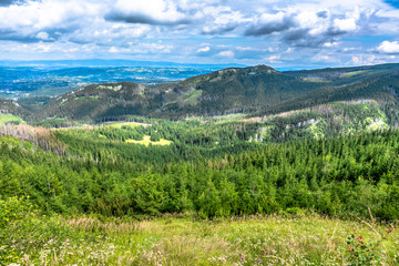 Green mountains in spring, landscape with pine forest