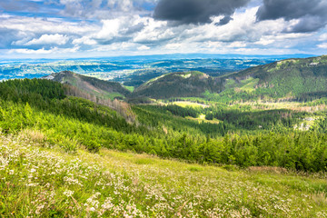 Evergreen forest in mountain landscape and spring meadow with fresh grass