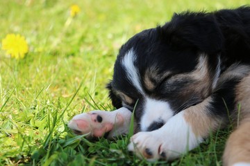 kleienr border collie welpe schläft im Schatten im garten
