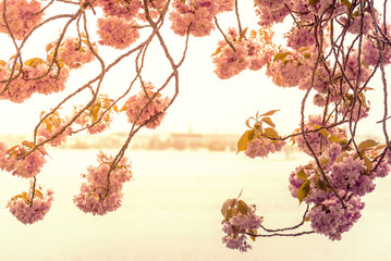 cherry blossom in golden evening light with lake and distant cityscape in blurred background