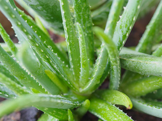 closeup big Aloe vera plants, tropical green plants tolerate hot weather.