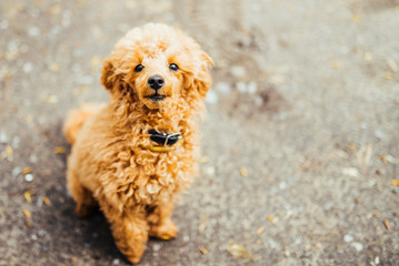 Looking up brown cute poodle puppy sitting on ground. Close-up of brown poodle dog. Free space.