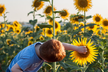 Niño jugando con girasoles