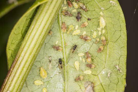 Large number of insects on the leaf