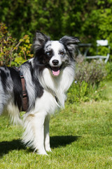 Border Collie im Garten