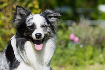 Border Collie im Garten