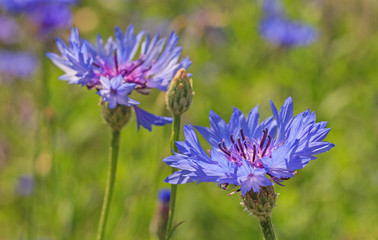 close up of cornflowers on meadow