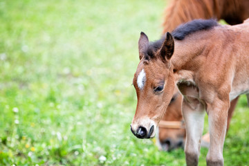 Naklejka na ściany i meble Brown baby horse outdoors, close-up