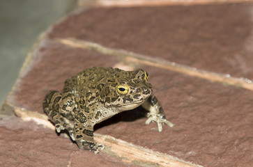 European green toad Bufo viridis