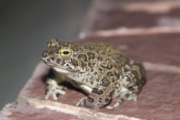 European green toad Bufo viridis
