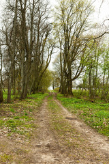 Fototapeta premium landscape: green trees, grass, dirt road in the park