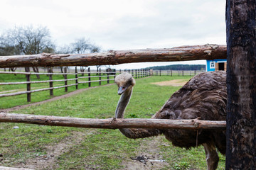 The Adult ostrich enclosure. Curious African ostrich.