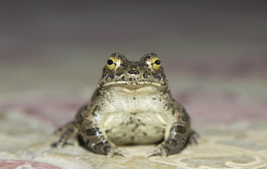 European green toad Bufo viridis