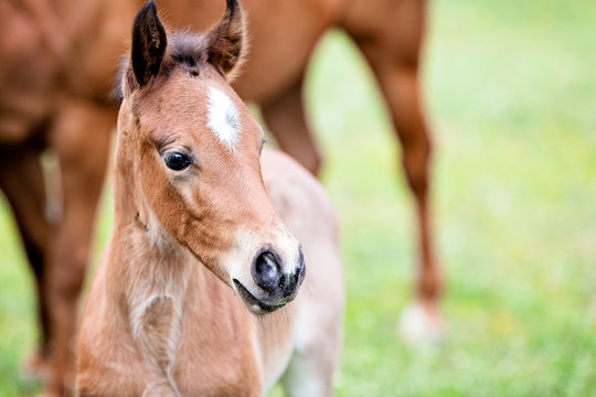 Brown baby horse outdoors, close-up